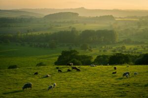 des moutons dispersés sur une très vase prairie - Photo de Illiya Vjesticasur https://unsplash.com/fr/photos/troupeau-de-moutons-sur-un-champ-dherbe-verte-pendant-la-journee-W5FdAcHp7l8