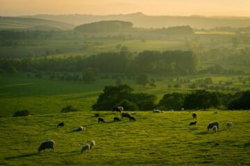 des moutons dispersés sur une très vase prairie - Photo de Illiya Vjesticasur https://unsplash.com/fr/photos/troupeau-de-moutons-sur-un-champ-dherbe-verte-pendant-la-journee-W5FdAcHp7l8