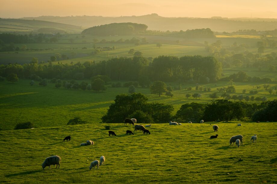 des moutons dispersés sur une très vase prairie - Photo de Illiya Vjesticasur https://unsplash.com/fr/photos/troupeau-de-moutons-sur-un-champ-dherbe-verte-pendant-la-journee-W5FdAcHp7l8