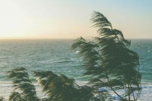 Les vagues de la mer et la courbure des pins révèlent la présence d'un vent sur la côte - photo de Yavana Castillo sur https://www.pexels.com/photo/windy-beach-scene-with-ocean-waves-and-trees-32418588/