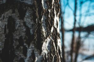 une écorce d'arbre en gros plan, sur fond de forêt et de ciel - Photo de Arttu Päivinensur https://unsplash.com/fr/photos/un-gros-plan-de-lecorce-dun-arbre-2DMToIpvFFw