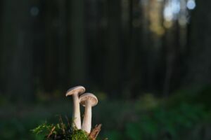 deux tout petits champignons s'élèvent courageusement sur de la mousse dans une forêt sombre - Image by Jürgen from https://pixabay.com/photos/mushrooms-small-mushrooms-slats-7596258/
