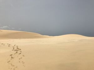 Des traces de pas un petit peu mêlées sur le sable - Photo de Paul Smith sur https://unsplash.com/fr/photos/sable-brun-avec-des-plantes-vertes-pendant-la-journee-PeMuzWVHdmU