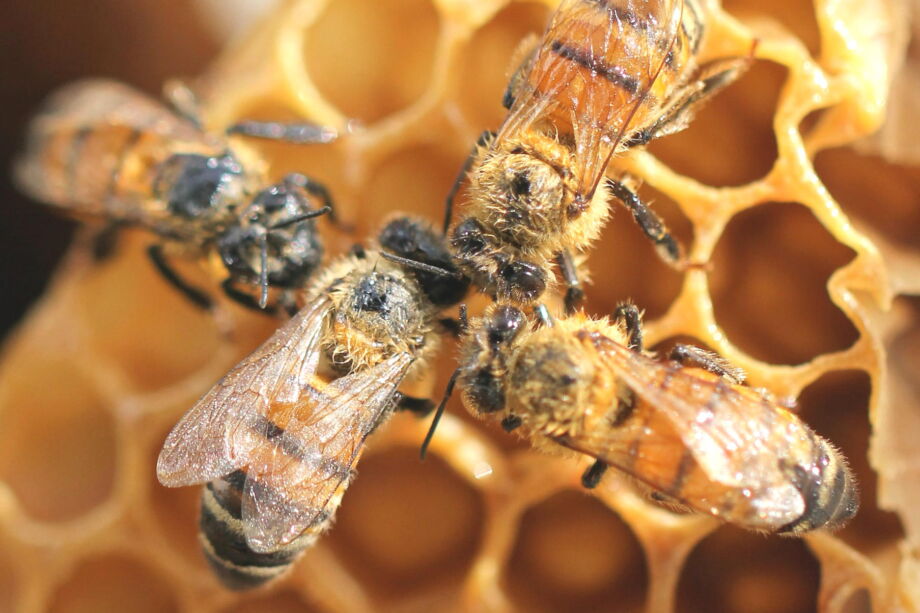 Photo (recadrée) de quatre abeilles discutant ensemble sur un rayon de miel - Photo de Shelby Cohron sur https://unsplash.com/fr/photos/guepe-brune-et-noire-sur-surface-jaune-UQwbKtu-2Ek