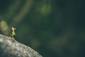 Une petite pousse sur un rocher - Photo de CHRSNDRSNsur https://unsplash.com/fr/photos/plante-verte-poussant-sur-la-pierre-pJ3syPLST4k