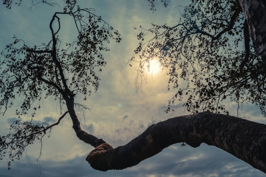 Un arbre et le ciel ensoleillé se mêlent - Photo de Emanuel Haas sur https://unsplash.com/fr/photos/branche-courbee-darbre-contre-le-soleil-bas-g08DvOax9o0