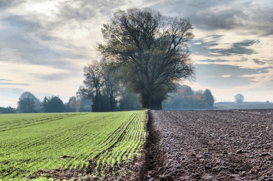 Le contraste de deux champs cultivés avec des approches différentes et leur unité suggérée par un arbre - Photo de Kate Russell sur https://unsplash.com/fr/photos/un-grand-champ-avec-un-arbre-solitaire-au-loin--OXyRoOOEto