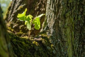 Une jeune pousse sur un vieil arbre - Photo de Ender Vatan sur https://unsplash.com/fr/photos/photo-en-gros-plan-de-feuilles-vertes-sta87PQDThQ