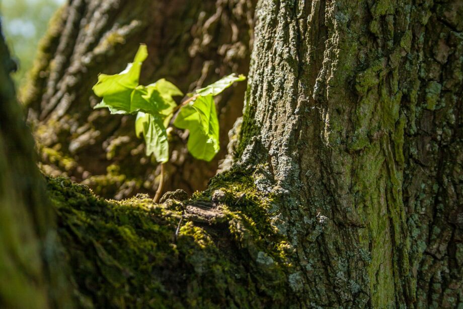 Une jeune pousse sur un vieil arbre - Photo de Ender Vatan sur https://unsplash.com/fr/photos/photo-en-gros-plan-de-feuilles-vertes-sta87PQDThQ