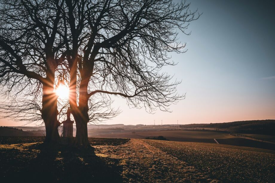 Deux arbres unis ou séparés par une statue dans un coucher de soleil sur la campagne - Photo de Hans-Joachim Kaiser sur https://unsplash.com/fr/photos/un-arbre-avec-le-soleil-qui-brille-derriere-lui-GicG7ktp_E4