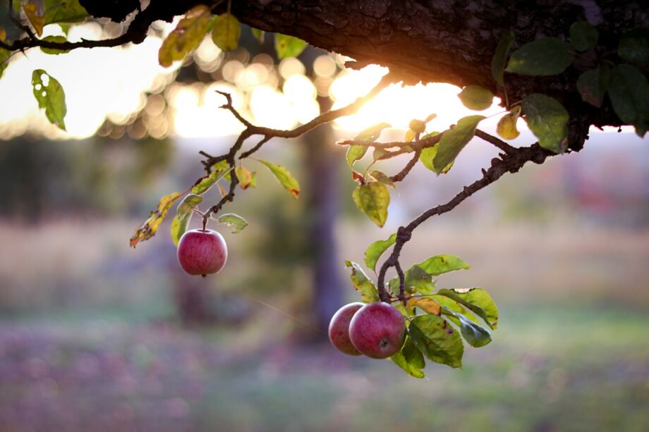 Des pommes pendent vers le passant, venant d'en haut - Photo de Veronika Diegel sur https://unsplash.com/fr/photos/fruit-de-pomme-rouge-sur-larbre-pendant-la-journee-zjm8vLrM-7w