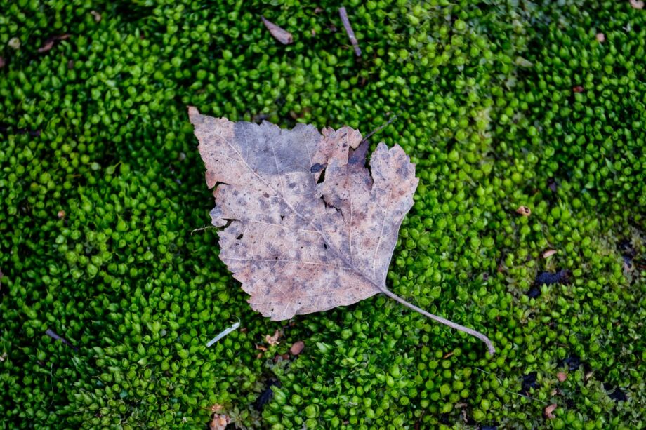 Une feuille morte n'étouffe pas une mousse bien vivante - Photo de Yan Savitsky sur https://unsplash.com/fr/photos/feuille-derable-blanche-sur-gazon-vert-6XN4y3cPXhg